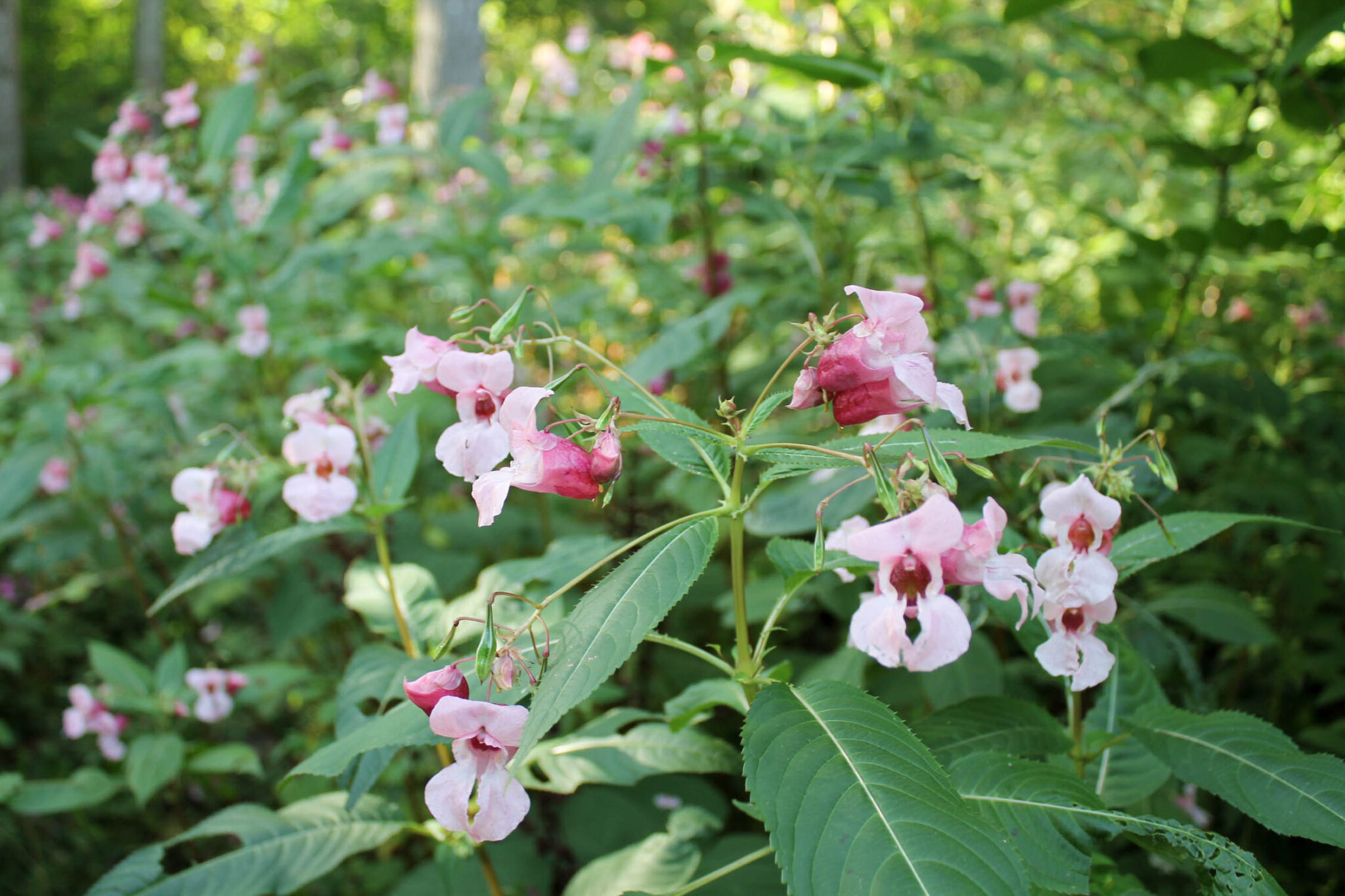 Sault Ste Marie Himalayan Balsam Community Project Invasive Species