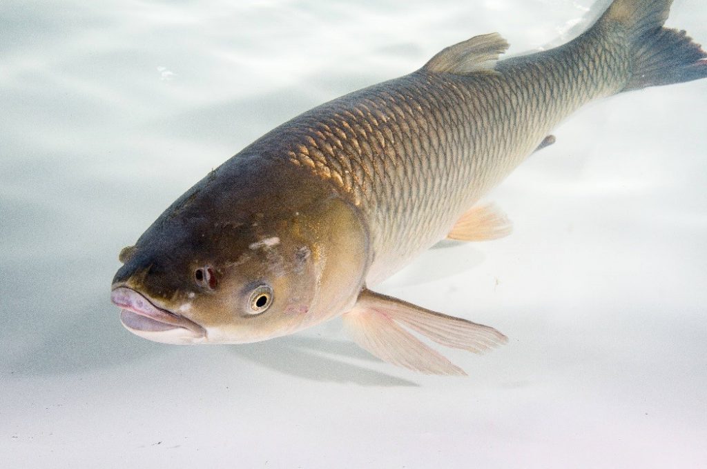 ontario-invasive-species-act-invasive-species-centre