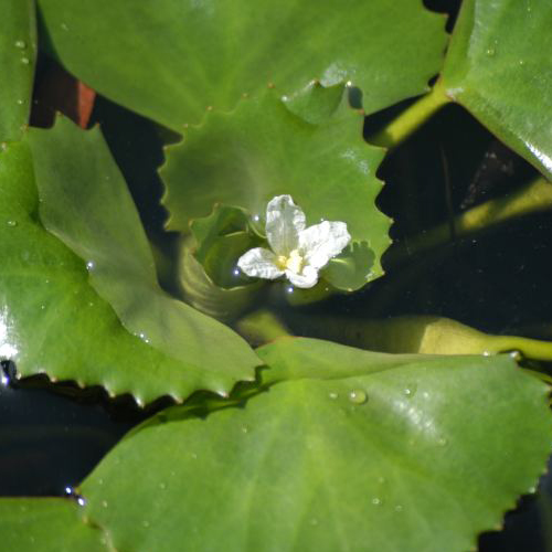 Invasive Aquatic Plants – Invasive Species Centre