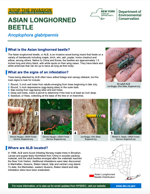 describe the case study of the asian longhorned beetle