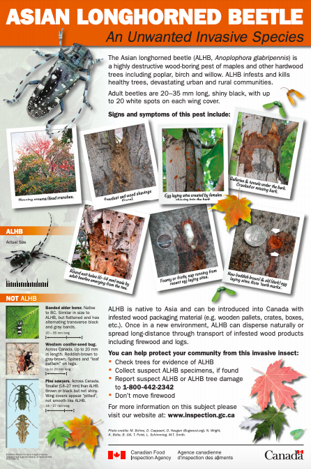 describe the case study of the asian longhorned beetle