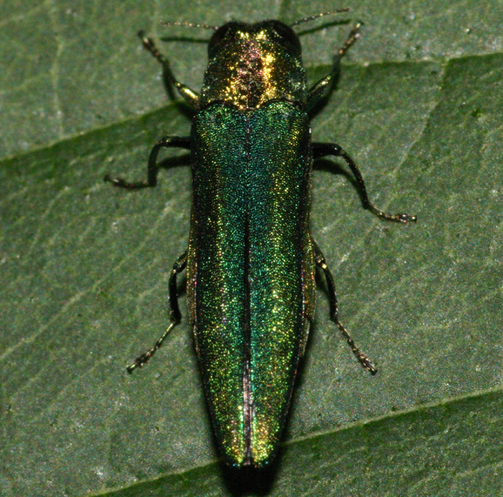 Emerald Ash Borer Profile Invasive Species Centre