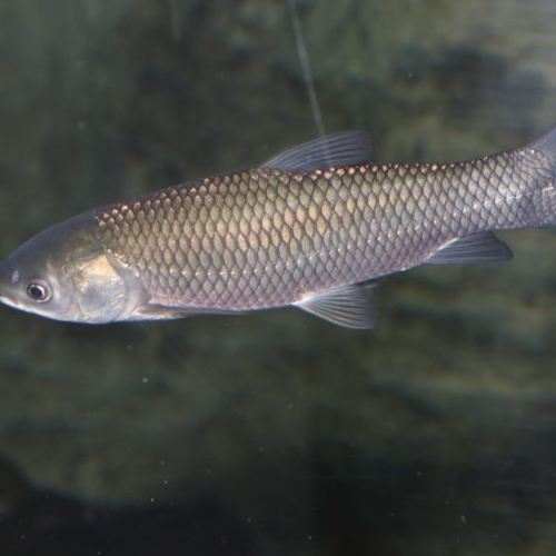 Ontario Fish Identification Sign