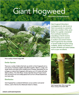 Giant Hogweed – Profile and Resources | Invasive Species Centre