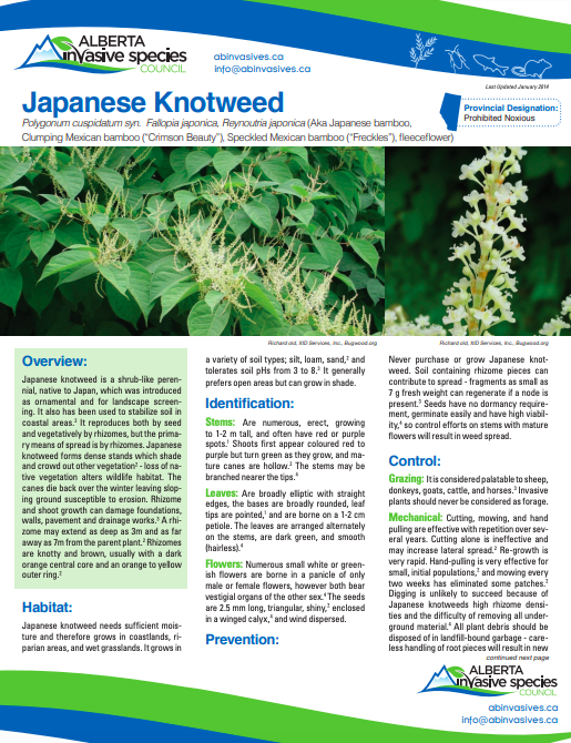 Japanese Knotweed – Profile And Resources | Invasive Species Centre