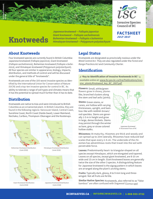 Japanese Knotweed – Profile And Resources | Invasive Species Centre