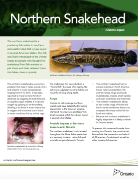 snakehead fact invasive