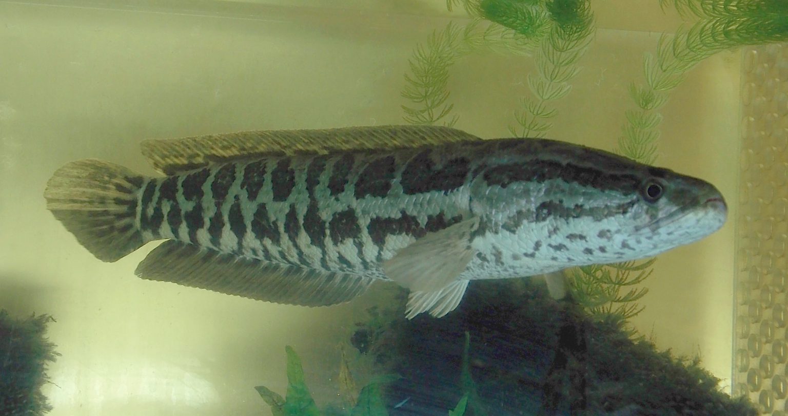 Northern Snakehead – Profile and Resources | Invasive Species Centre