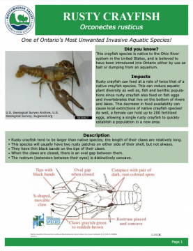 Rusty Crayfish - Profile and Resources | Invasive Species Centre