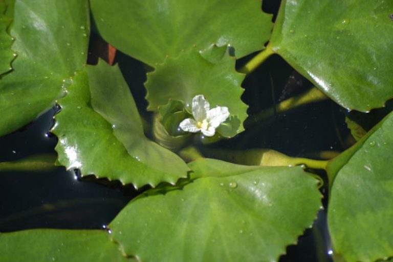 European Water Chestnut – Profile | Invasive Species Centre