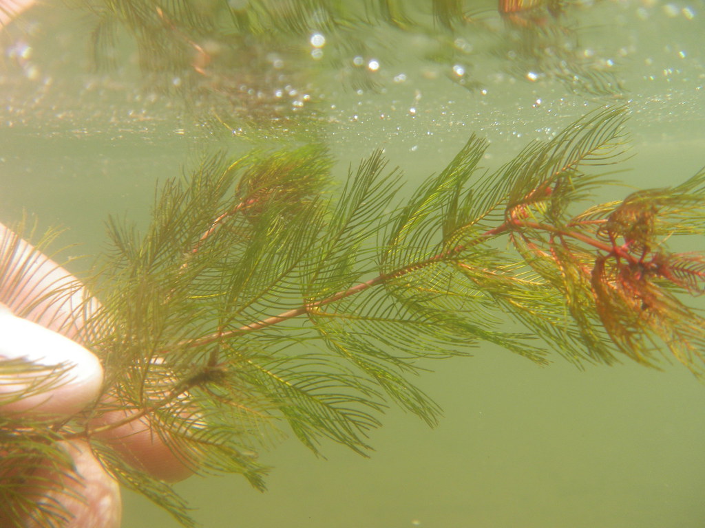 Eurasian watermilfoil