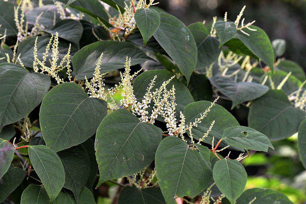 Japanese Knotweed – Profile and Resources | Invasive Species Centre