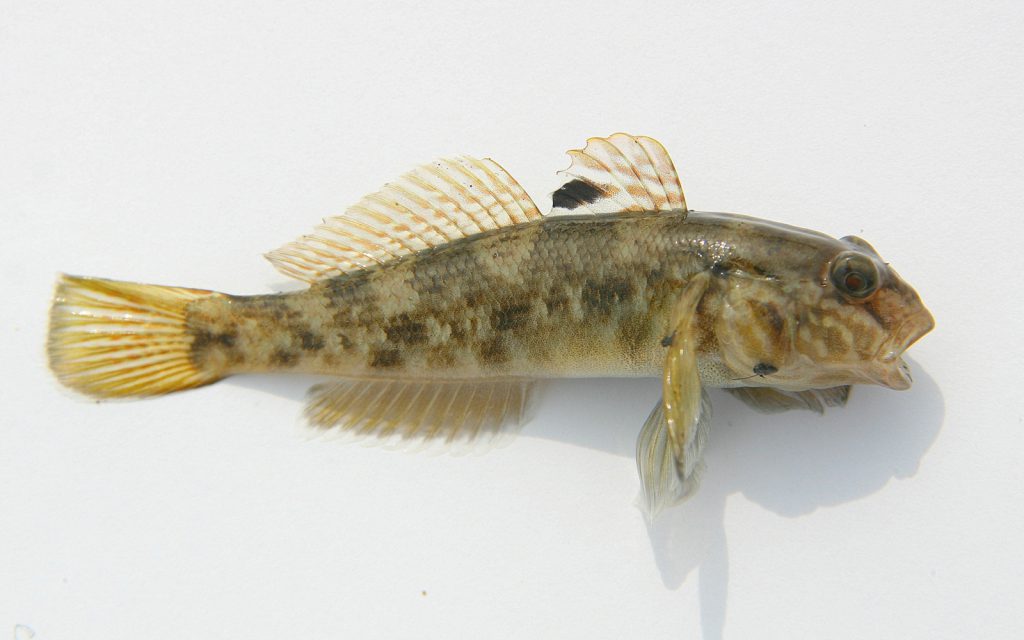 Round Goby – Profile and Resources | Invasive Species Centre