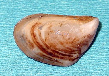 Zebra And Quagga Mussels – Profile | Invasive Species Centre