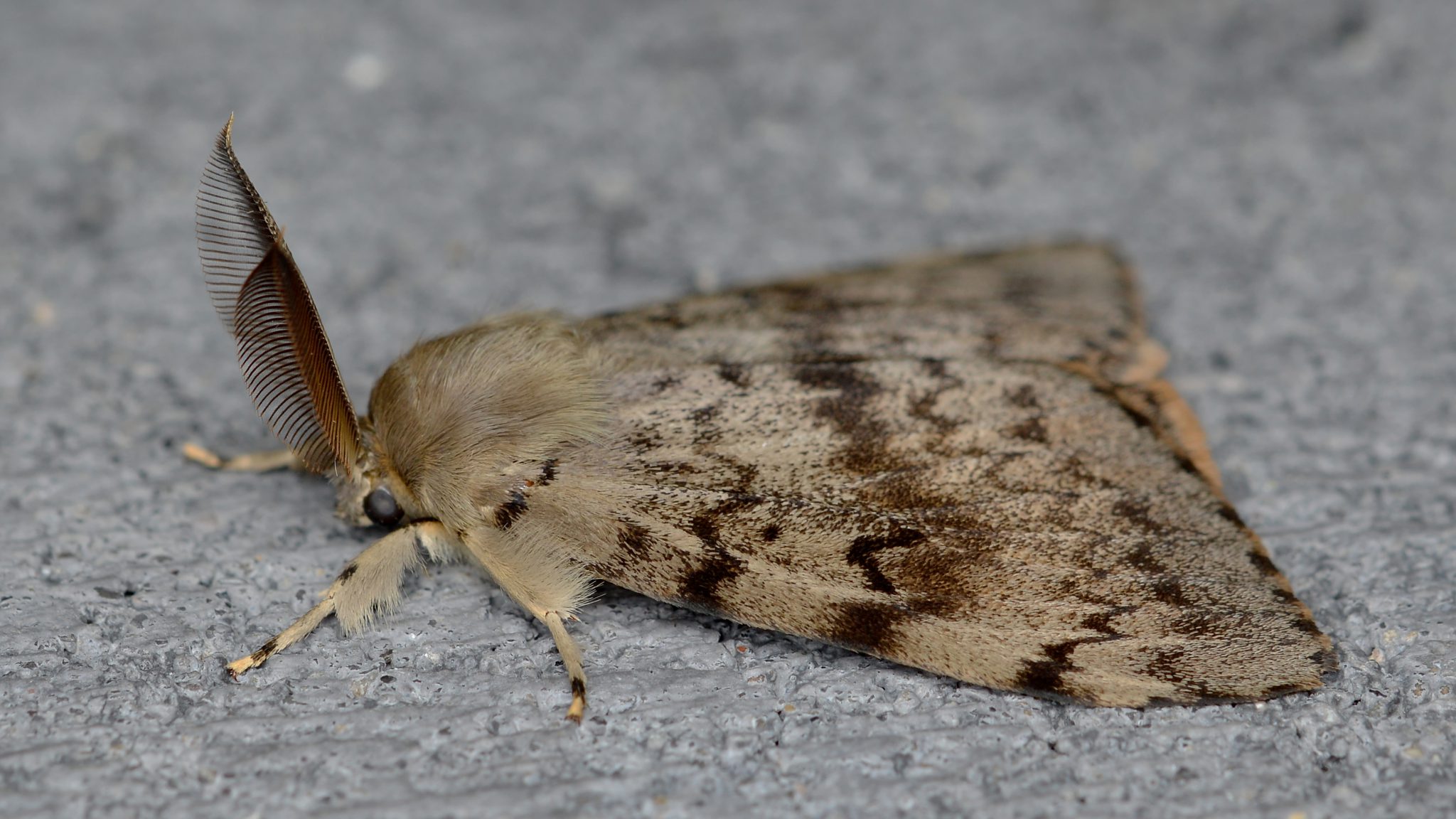 Spongy Moth Profile and Resource Invasive Species Centre