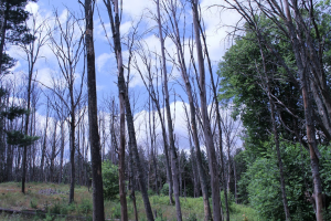 A stand of oak trees showing the devastating effects of oak wilt and oak decline