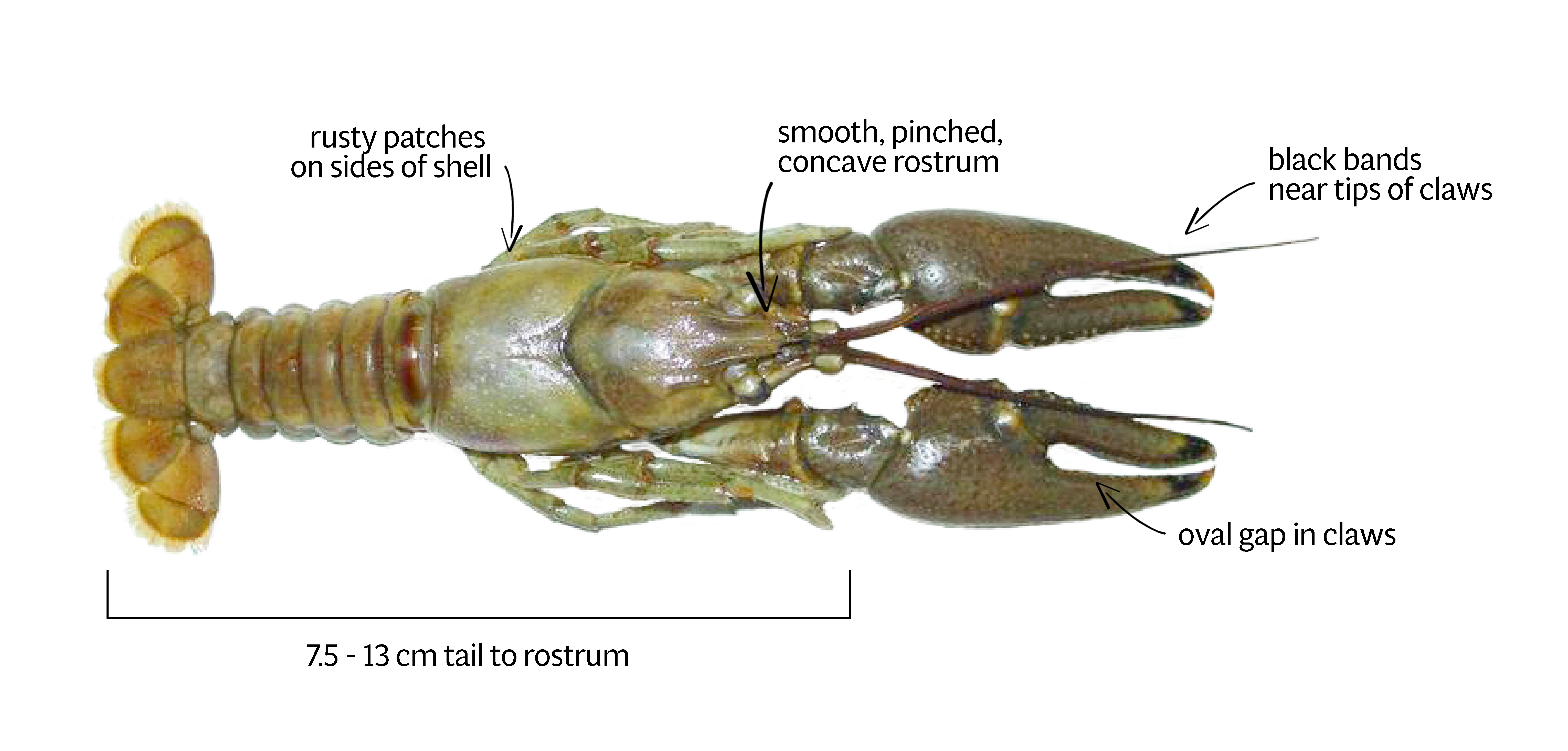 Rusty Crayfish - Profile and Resources | Invasive Species Centre