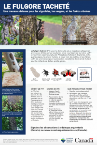Spotted Lanternfly Fact Sheet FR