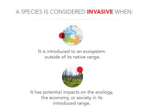 When species is concerned an invasive graphic