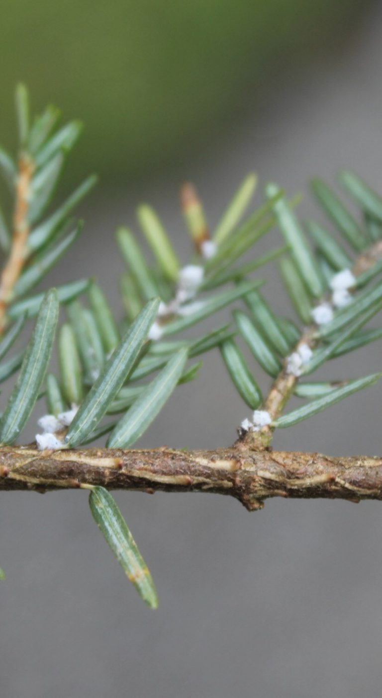 Hemlock Woolly Adelgid Invasive Species Centre 1101