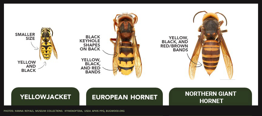 Murder Hornets: What’s All The Buzz About? – Invasive Species Centre