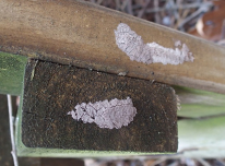 SLF lay their eggs on a variety of hard surfaces, including patio furniture and picnic tables. Photo: Emelie Swackhamer, Penn State University, Bugwood.org.