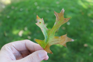 Oak Wilt eDNA Detected in Ontario – Invasive Species Centre