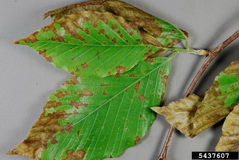 beech-leaf-disease-invasive-species-centre