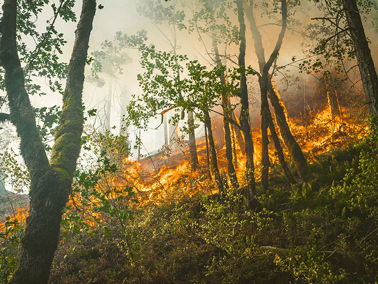 Wildfires, Climate Change, and Invasive Species – Invasive Species Centre