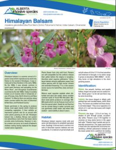 Himalayan Balsam – Profile And Resources | Invasive Species Centre