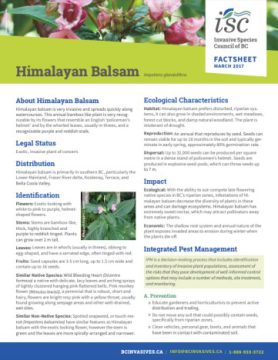 Himalayan Balsam – Profile And Resources | Invasive Species Centre