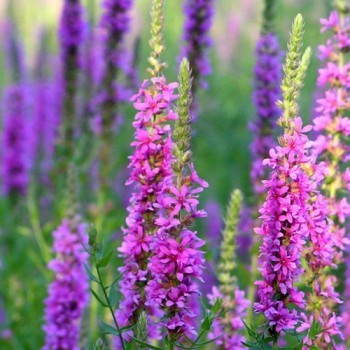 Purple Loosestrife – Profile and Resources | Purple Loosestrife