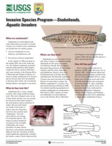 Northern Snakehead – Profile And Resources | Invasive Species Centre