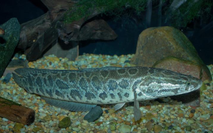 giant snakehead in water