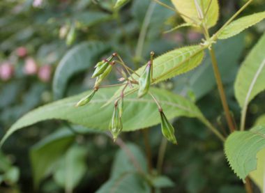 Himalayan Balsam – Profile And Resources | Invasive Species Centre