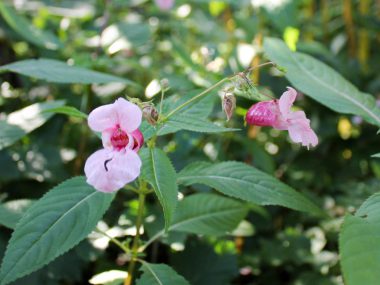 Himalayan Balsam – Profile And Resources | Invasive Species Centre