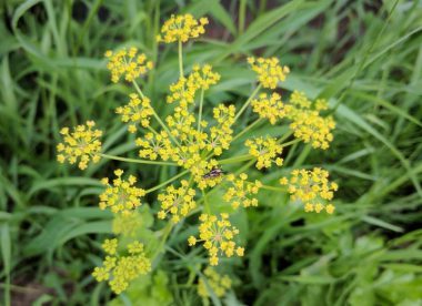 Wild Parsnip – Profile and Resources | Invasive Species Centre