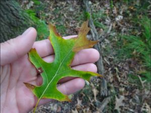 Oak Wilt – Invasive Species Centre