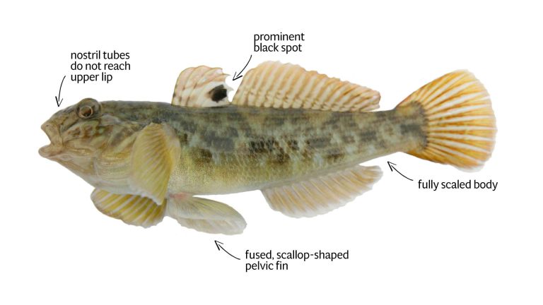 Round Goby – Profile and Resources | Invasive Species Centre