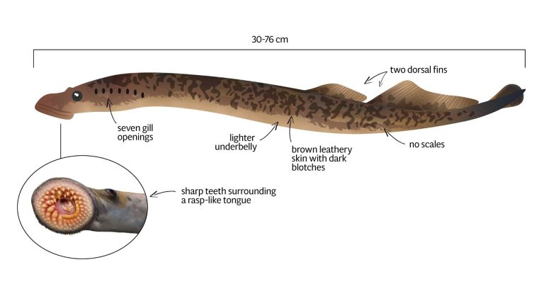 Sea Lamprey – Profile and Resources | Invasive Species Centre