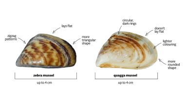 Zebra And Quagga Mussels – Profile | Invasive Species Centre