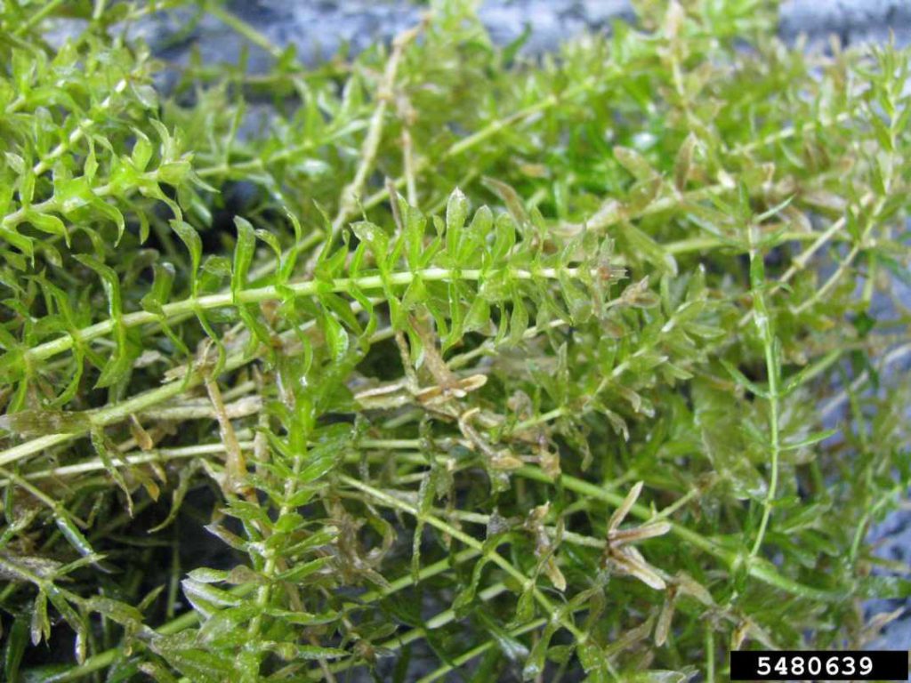 Hydrilla – Profile And Resources | Invasive Species Centre