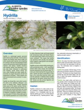 Hydrilla – Profile And Resources | Invasive Species Centre