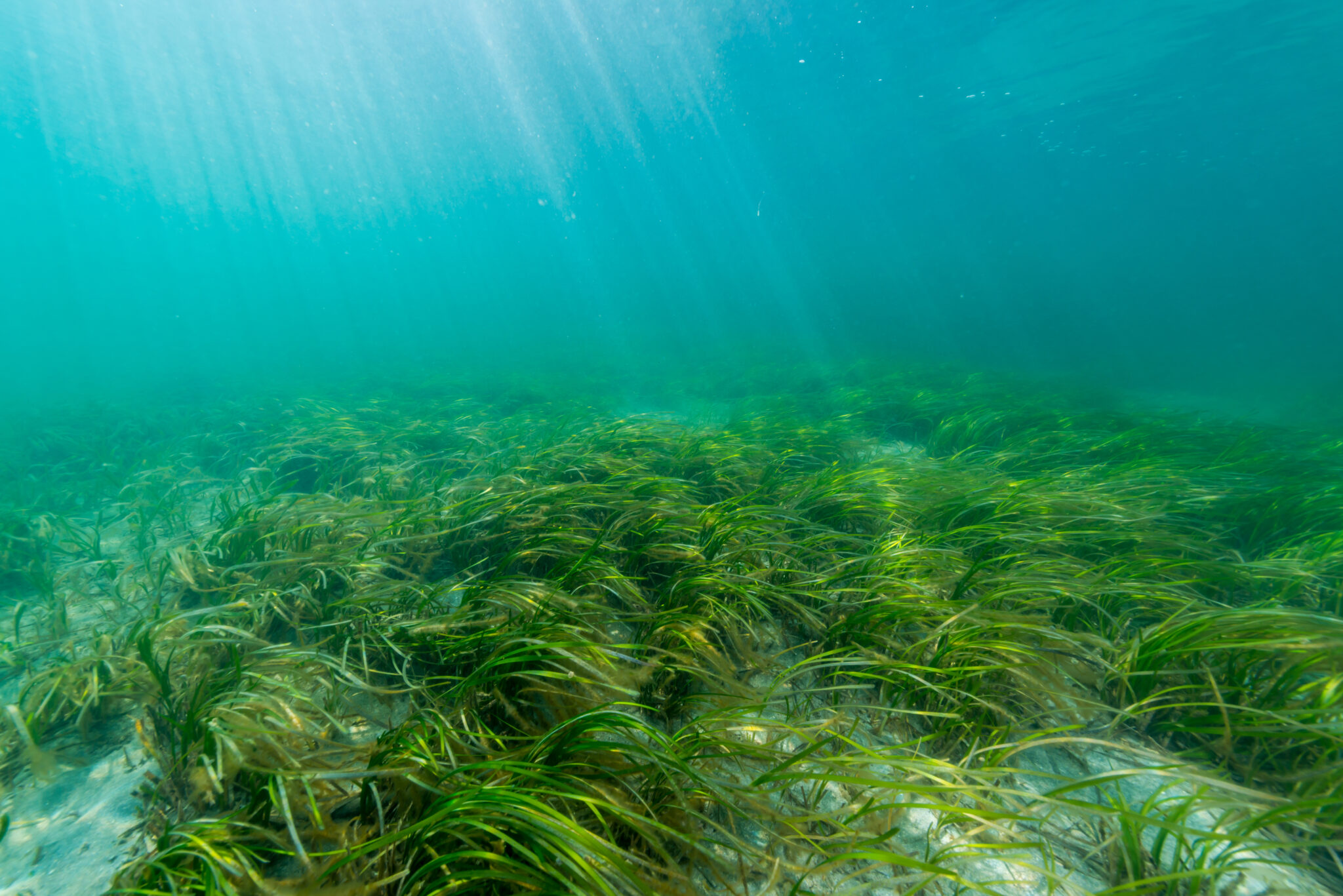 European Green Crab – Invasive Species Centre