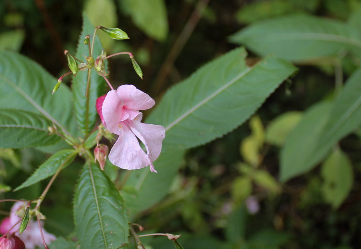 Sault Ste Marie Himalayan Balsam Community Project – Invasive Species ...