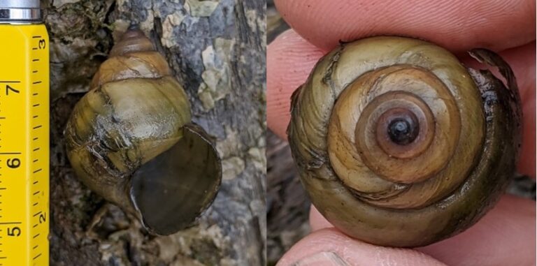 Chinese Mystery Snail – Invasive Species Centre