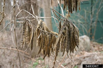 Kudzu – Invasive Species Centre