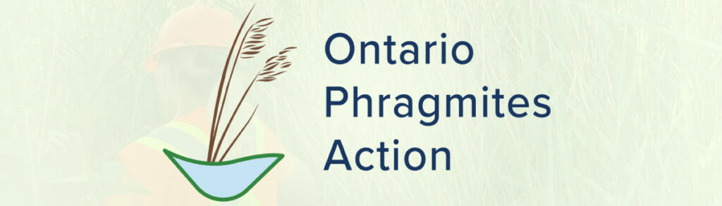 Ontario Phragmites Action