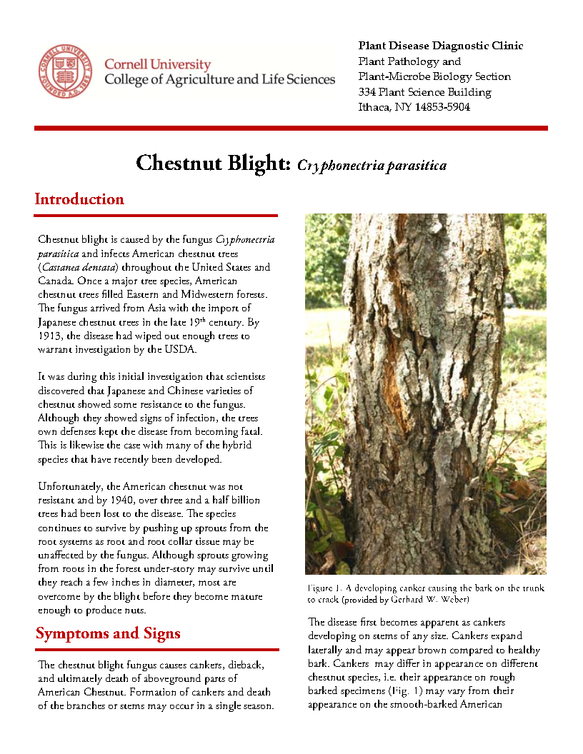 Chestnut Blight – Invasive Species Centre