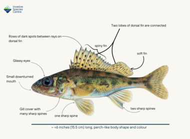 Eurasian Ruffe – Invasive Species Centre